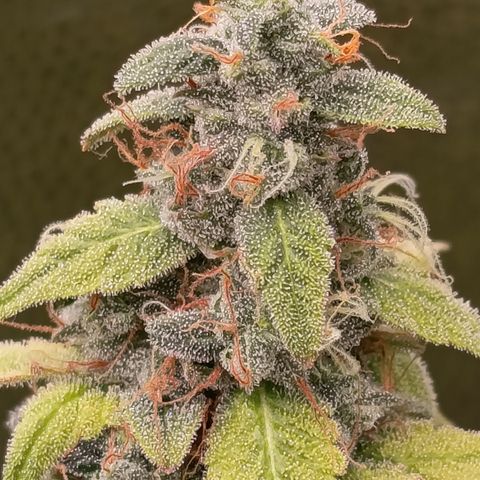 Sherbet Queen  growlog timeline photo