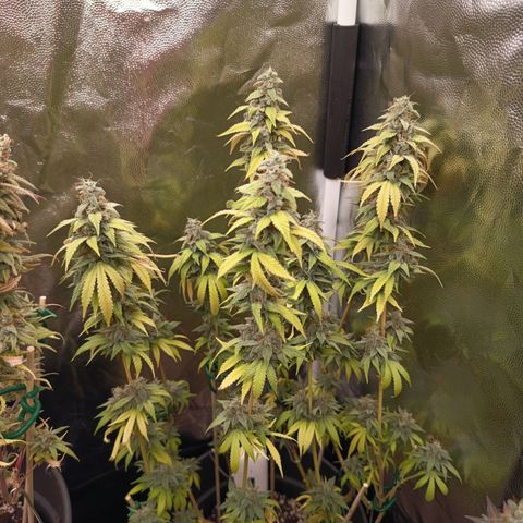 Sherbet Queen  growlog timeline photo