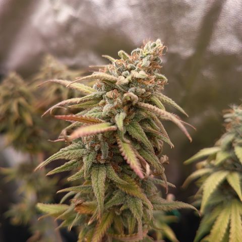 Pink Runtz  growlog timeline photo