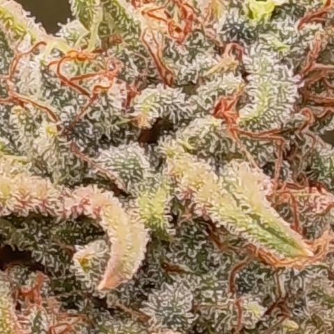 Pink Runtz  growlog timeline photo