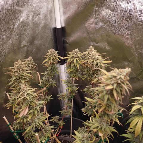 Pink Runtz  growlog timeline photo