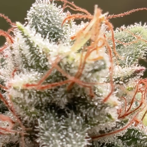 Fat Gorilla  growlog timeline photo