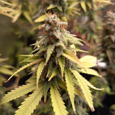 Fat Gorilla  growlog timeline photo