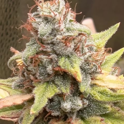 Fat Gorilla  growlog timeline photo