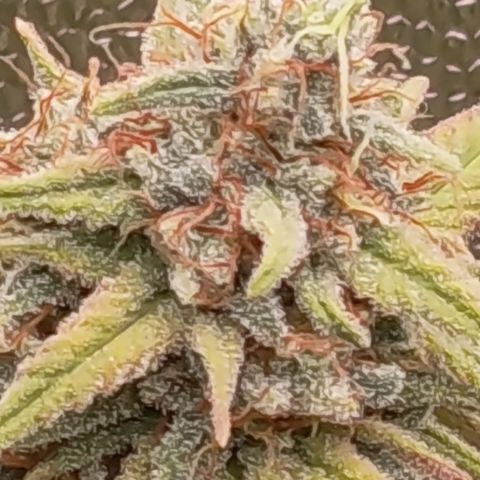 Pink Runtz  growlog timeline photo