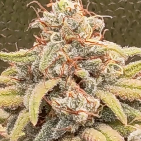 Pink Runtz  growlog timeline photo
