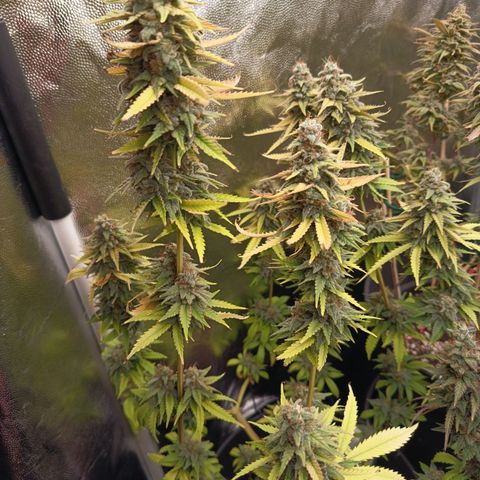 Fat Gorilla  growlog timeline photo