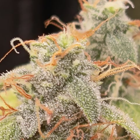 Sherbet Queen  growlog timeline photo