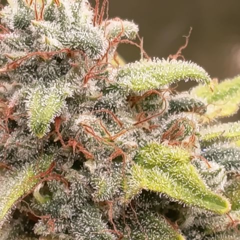 Fat Gorilla  growlog timeline photo