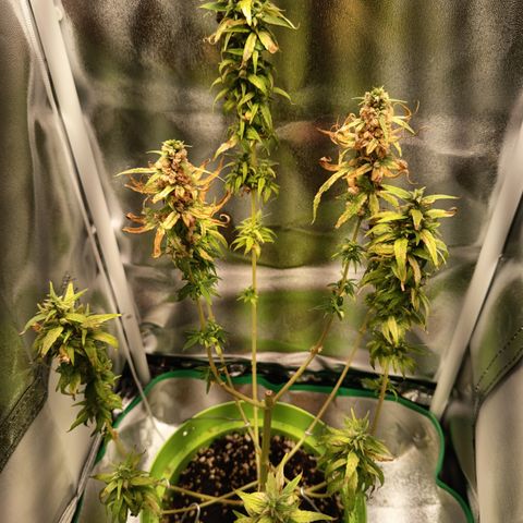 Royal Runtz  growlog timeline photo