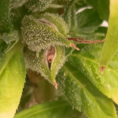 Royal Runtz  growlog timeline photo