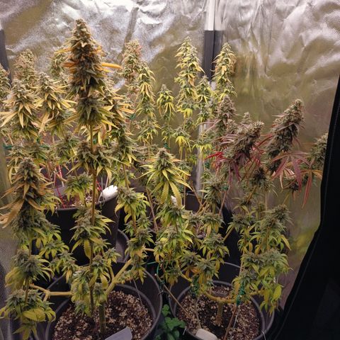 Fat Gorilla  growlog timeline photo