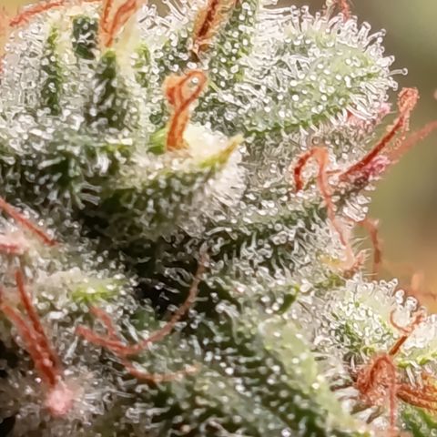 Fat Gorilla  growlog timeline photo