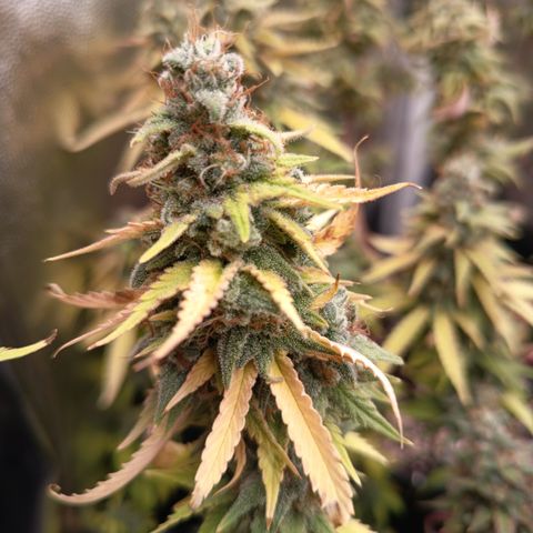 Fat Gorilla  growlog timeline photo
