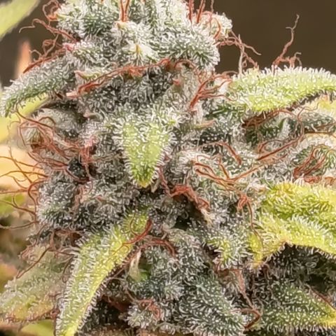 Fat Gorilla  growlog timeline photo