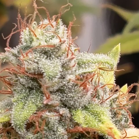 Fat Gorilla  growlog timeline photo