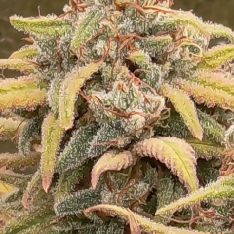 Pink Runtz  growlog timeline photo