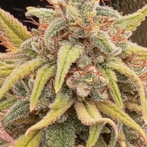Pink Runtz  growlog timeline photo