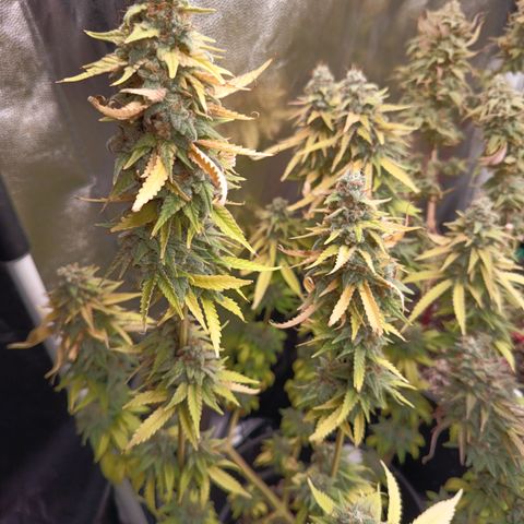 Fat Gorilla  growlog timeline photo