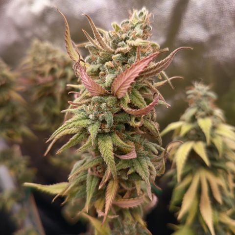 Pink Runtz  growlog timeline photo