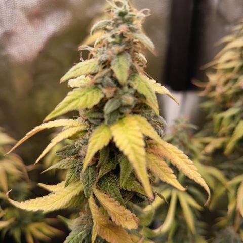 Sherbet Queen  growlog timeline photo