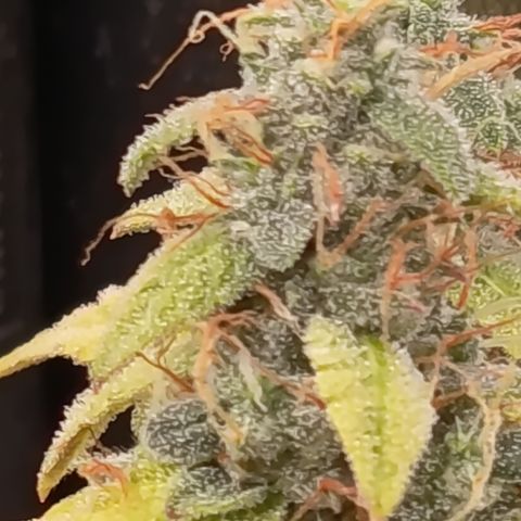 Sherbet Queen  growlog timeline photo