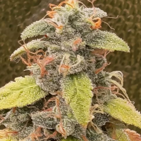 Sherbet Queen  growlog timeline photo
