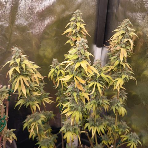 Sherbet Queen  growlog timeline photo
