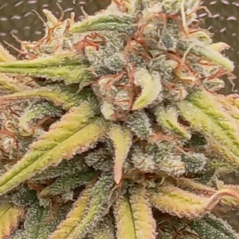 Pink Runtz  growlog timeline photo