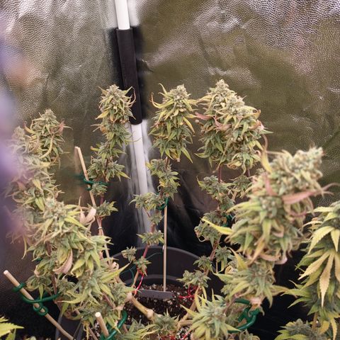 Pink Runtz  growlog timeline photo