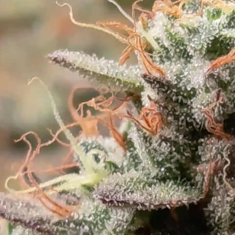 Green Gelato  growlog timeline photo