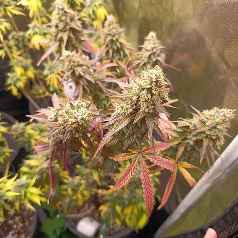 Green Gelato  growlog timeline photo