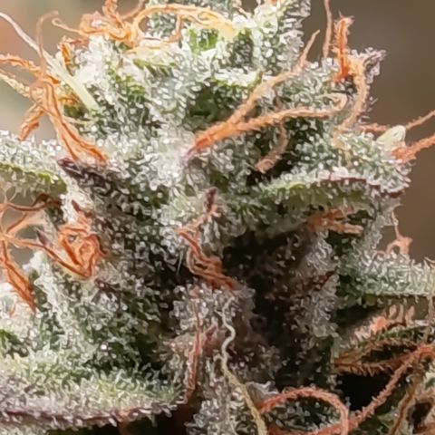 Green Gelato  growlog timeline photo