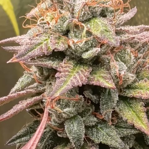 Green Gelato  growlog timeline photo