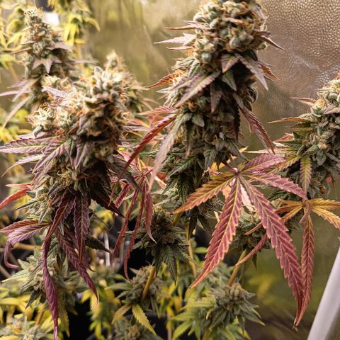 Green Gelato  growlog timeline photo