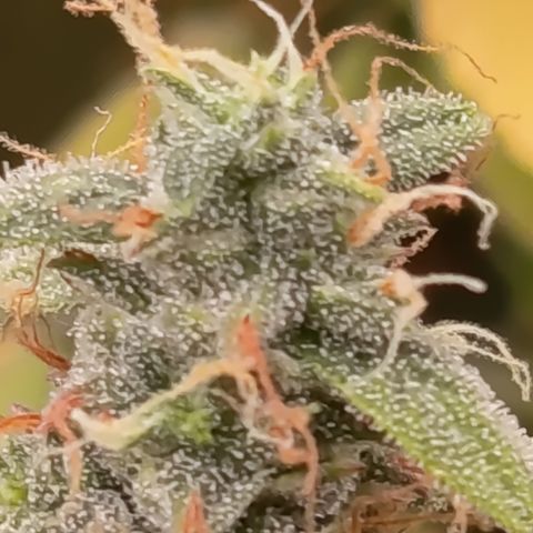 Sherbet Queen  growlog timeline photo