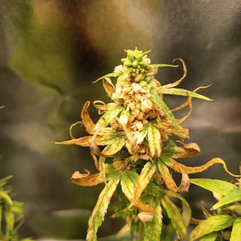 Royal Runtz  growlog timeline photo