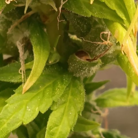 Royal Runtz  growlog timeline photo