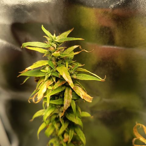 Royal Runtz  growlog timeline photo