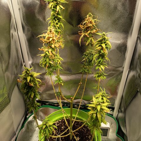 Royal Runtz  growlog timeline photo