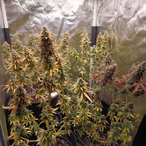 Fat Gorilla  growlog timeline photo
