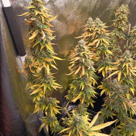 Fat Gorilla  growlog timeline photo