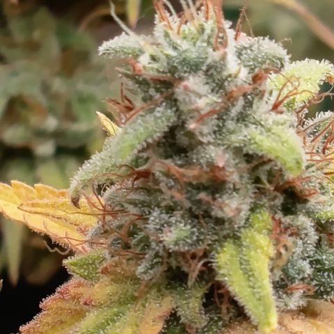 Fat Gorilla  growlog timeline photo