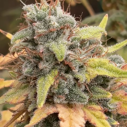 Fat Gorilla  growlog timeline photo
