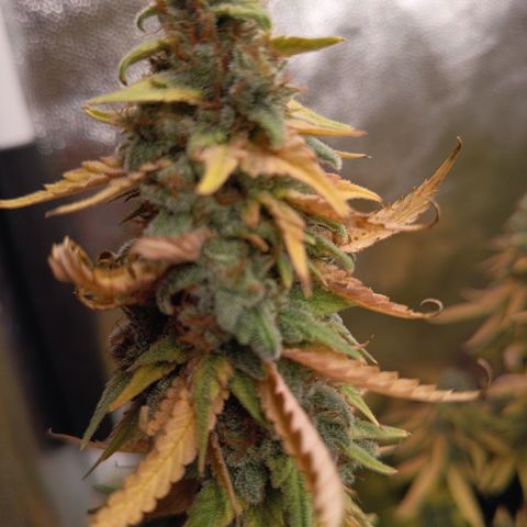 Fat Gorilla  growlog timeline photo