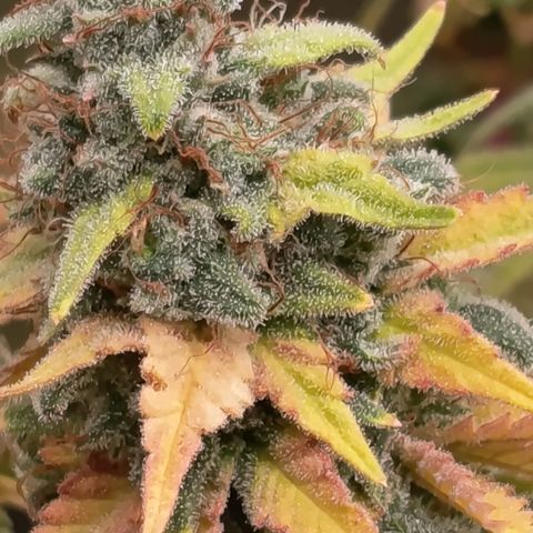 Fat Gorilla  growlog timeline photo