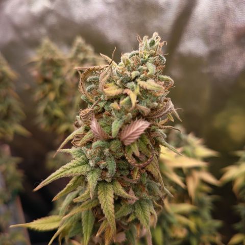 Pink Runtz  growlog timeline photo