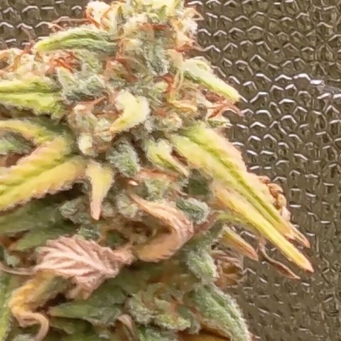 Pink Runtz  growlog timeline photo