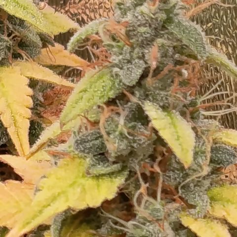 Sherbet Queen  growlog timeline photo