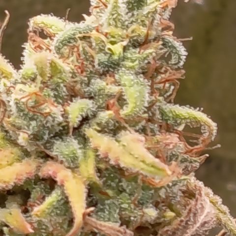 Pink Runtz  growlog timeline photo